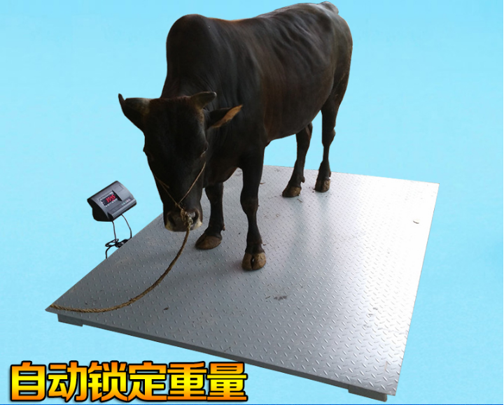 称牛用的一吨电子秤
